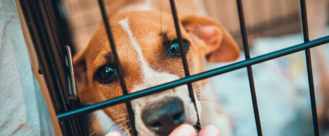 Lieferung herrenloser Tiere aus dem Ausland fällt in Zweckbetrieb